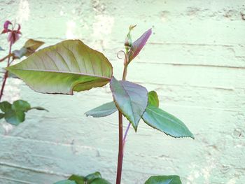 Close-up of insect on plant