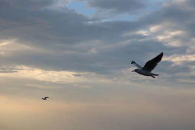 Low angle view of seagulls flying in sky