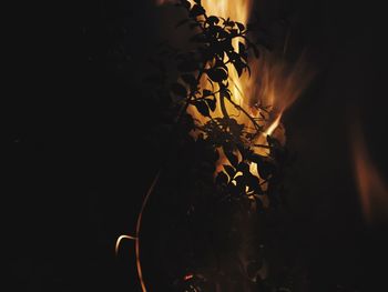 Close-up of flower plant at night