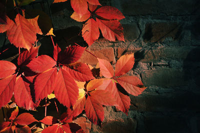 Close-up of maple leaves on plant