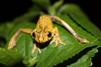 Close-up of frog on leaves