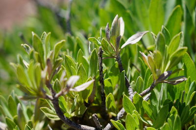 Close-up of crops growing on field