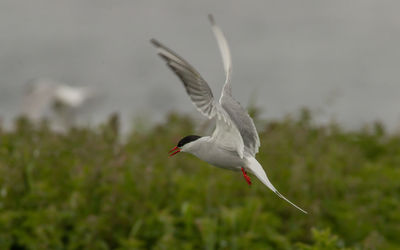 Seagull flying