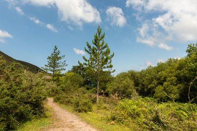 Trail amidst trees in forest against sky