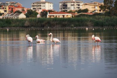 Ducks in a lake