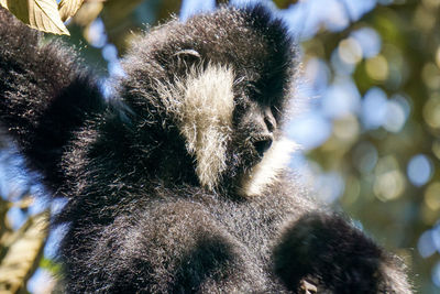 Close-up of communicating monkey