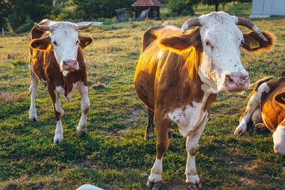 Cows standing in a field