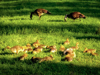 Ducks on grassy field