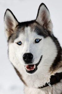 Close-up portrait of dog on snow