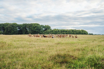 Deer colony in dyrehaven park