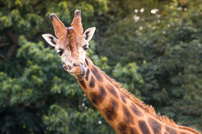 Portrait of giraffe standing on tree