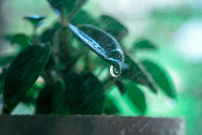 Close-up of raindrops on leaf