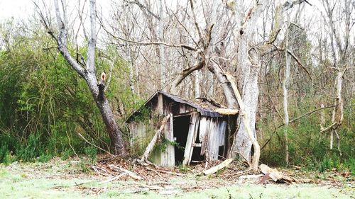 Old house on tree trunk