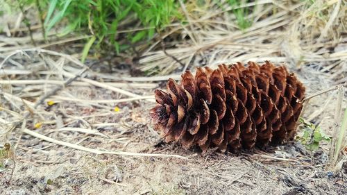 Close-up of pine cone on field