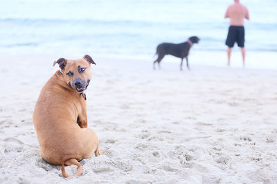 Dog on beach