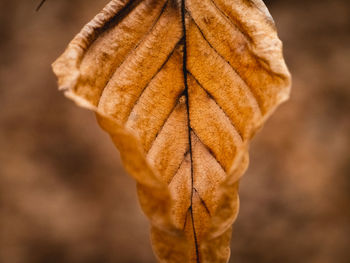 Close-up of dry leaves