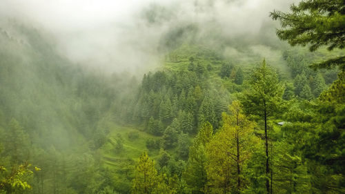 Scenic view of forest during foggy weather