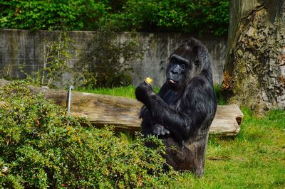 Gorilla sitting by plants on field at zoo