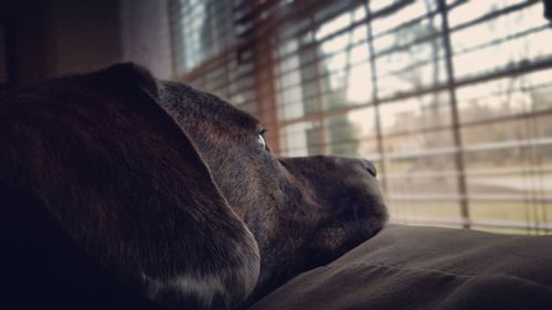 Close-up of dog sleeping on bed