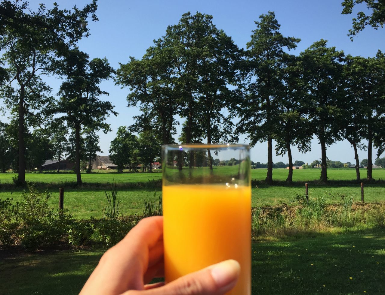 food and drink, person, drink, freshness, holding, part of, refreshment, cropped, grass, personal perspective, tree, unrecognizable person, green color, healthy eating, food, lifestyles, drinking glass