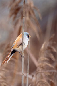 Close-up of bird perching on twig