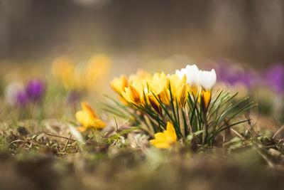 Close-up of yellow crocus flowers on field