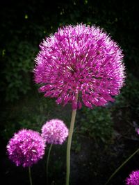Close-up of pink flowering plant on field