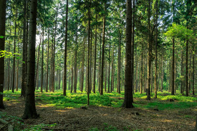 Trees growing in forest