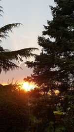 Silhouette trees against sky during sunset