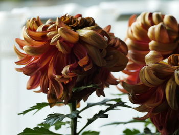 Close-up of flowers