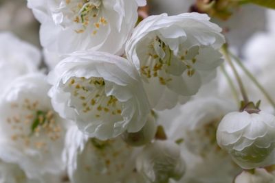 Close-up of white rose bouquet