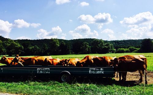 Cows grazing on field against sky