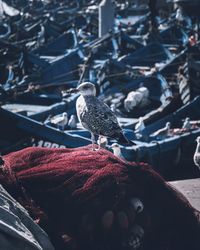 Close-up of pigeon perching on cable in city