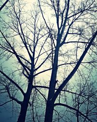 Low angle view of bare tree against sky