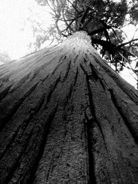 Low angle view of tree trunk
