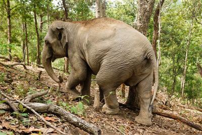 Portrait of two-month-old baby elephant. chiang mai province, thailand.