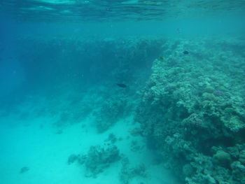 Fish swimming in sea