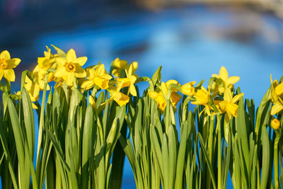 Close-up of yellow daffodil flowers on field