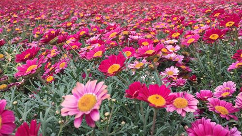 High angle view of pink flowering plants on field