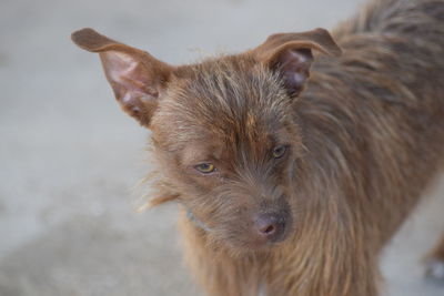 Close-up portrait of dog