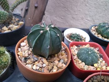 High angle view of potted plants on table