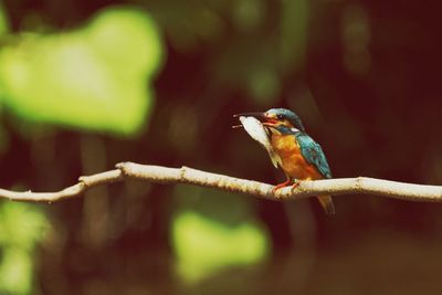 Close-up of bird perching on branch