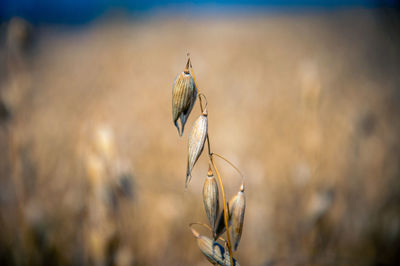 Close-up of wilted plant on field