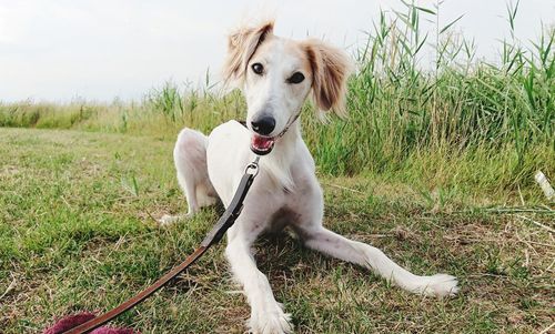 Portrait of dog on field