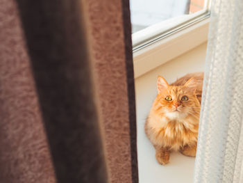 Cute ginger cat is lying on windowsill and staring curiously between curtains. fluffy pet at sunset