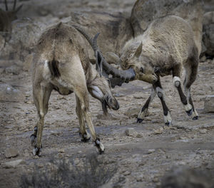 Deer in a fight 