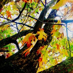 Low angle view of yellow fish swimming on tree