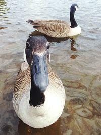 Birds in calm water