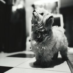 Close-up of cat on floor