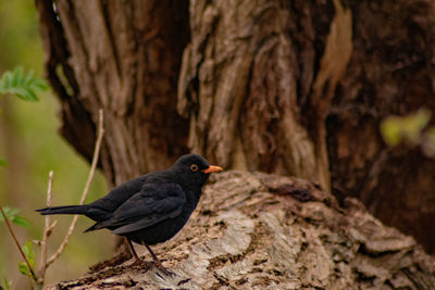 Close-up of bird perching on a tree